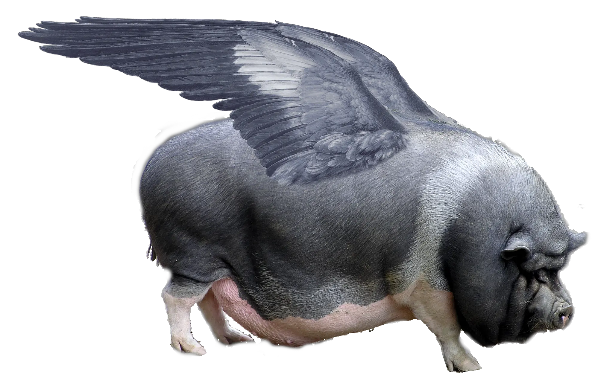  When Pigs Fly Flying Pig Png Fly Transparent Background