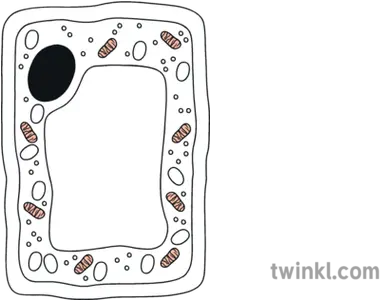  Plant Cell Mitochondria Science Biology Beyond Illustration Plant Cell Twinkl Black And White Png Mitochondria Png