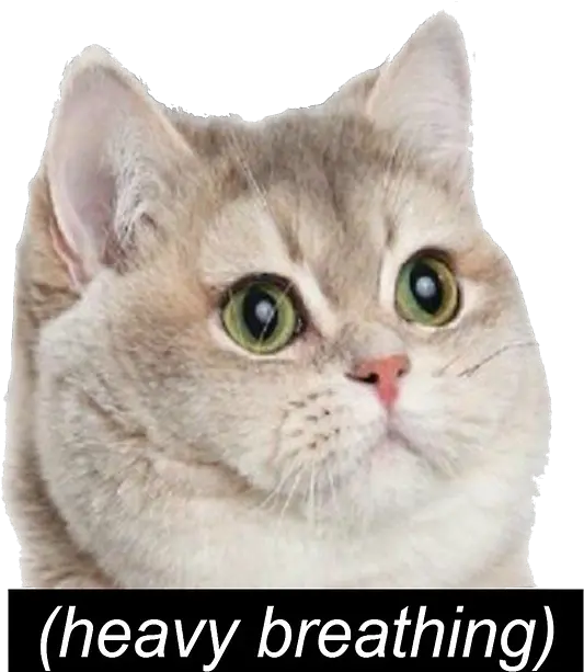  Cat Meme Png Heavy Breathing Heavy Breathing Cat Cat Meme Heavy Breathing Cat Meme Icon