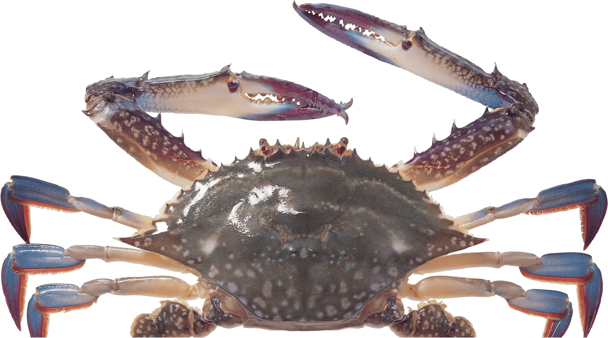  Free Transparent Png Images On Crab