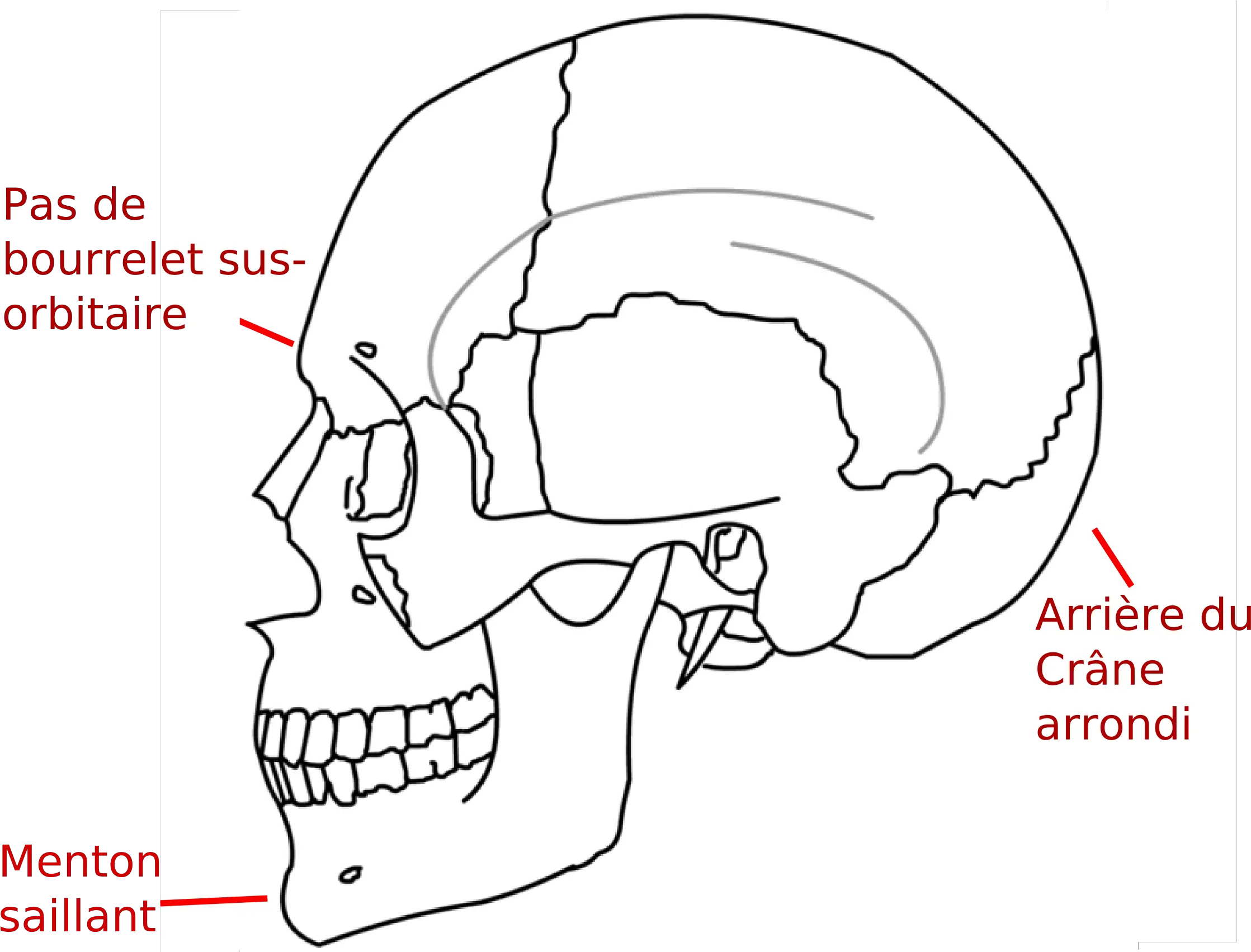  Filecrane Humain Et Légendepng Wikimedia Commons Keyhole Mini Pterional Craniotomy Crane Png