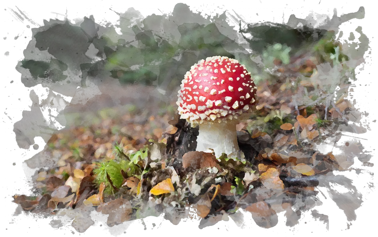  Download Button Mushroom Png