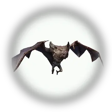  Bdo Forest Bat Bddatabasenetusnpc21555 Png Bats Icon