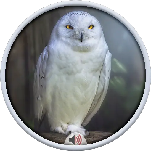  Owl Sounds Apk 20 Download Free Apk From Apksum Snowy Owl Png Free Owl Icon