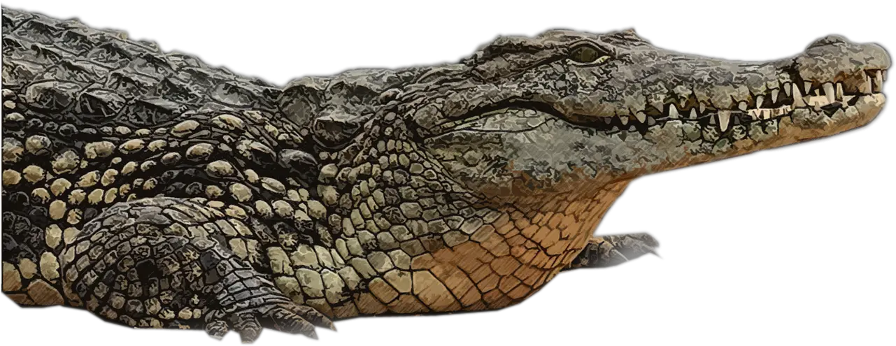  Crocodile Reptile Alligator Png Gator