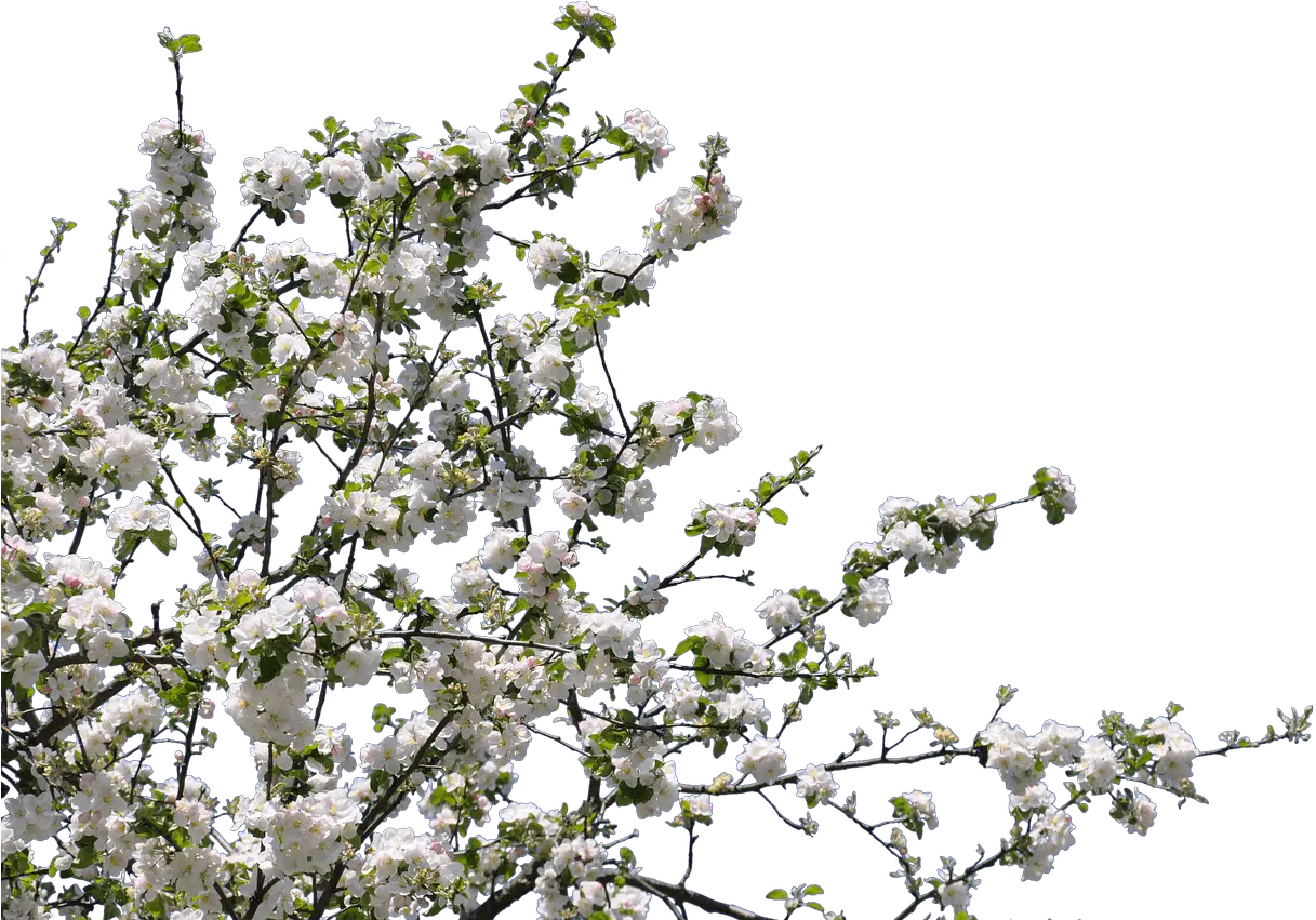  Tree Spring Flowers Transparent Png Tree With Flower Png Spring Flowers Png