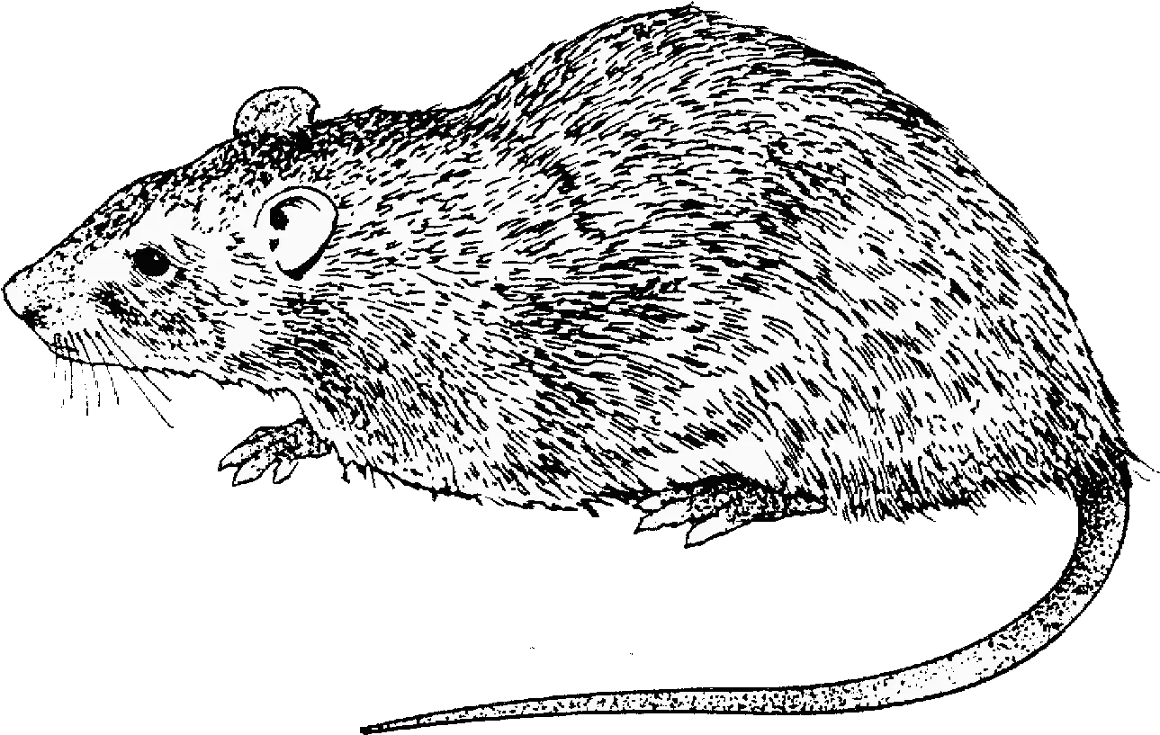  Rat Clipart Drawing Transparent Free For Rat Drawing Black And White Png Rat Transparent