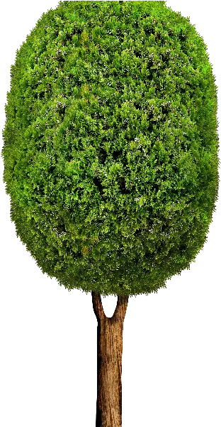  Tree Cartoon Png 10 Tree Hedge Png