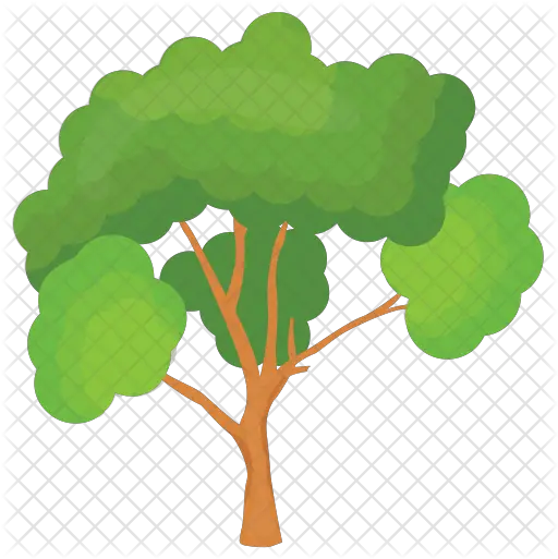  Scots Pine Tree Icon Maidenhair Tree Png Pine Tree Branch Png