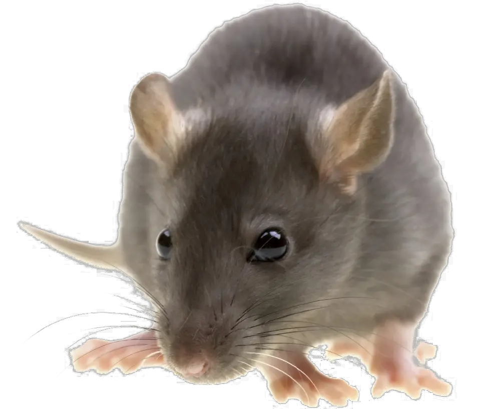  Png Image With Transparent Background Transparent Background Rat Clipart Rat Transparent