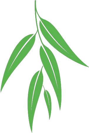  Soaker Euca Language Png Eucalyptus Icon