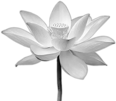  White Lotus Flower Png Picture 633066 Transparent White Lotus Png Lotus Png