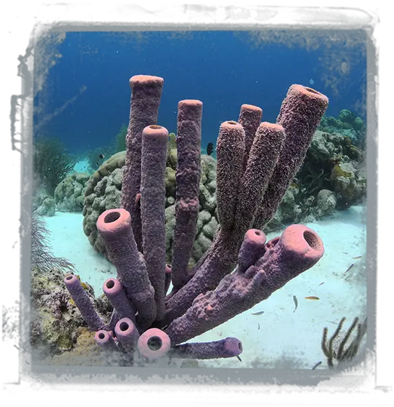  Value Of Coral Reefs U2014 Deep Blue Discoveries Marine Biology Png Coral Reef Png