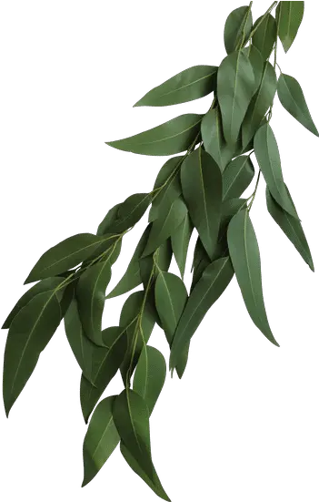  Seeded Eucalyptus Leaves Bay Laurel Png Eucalyptus Leaves Png