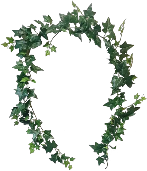  Graphic Transparent Download Ft Sage Vertical Png Ivy Transparent