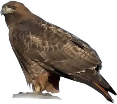  Download Red Tailed Hawk Full Size Png Image Pngkit Falcon Hawk Png