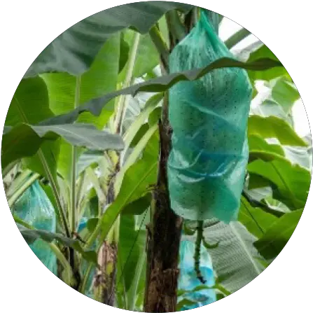  Banana Tree Bags Packaging Solutions Tc Transcontinental Png Garden Edge Icon Plastics