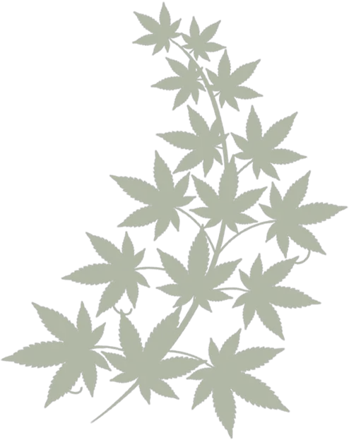  Index Of Imagescannabis Png Cannabis Leaf