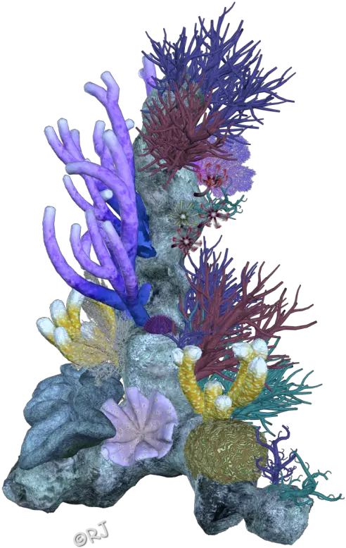  Download Pin Coral Reef Clipart Png Coral Reef Transparent Background Coral Png