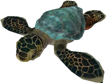  Pc Computer Zoo Tycoon 2 Green Sea Turtle Female Baby Africam Puebla Png Sea Turtle Png