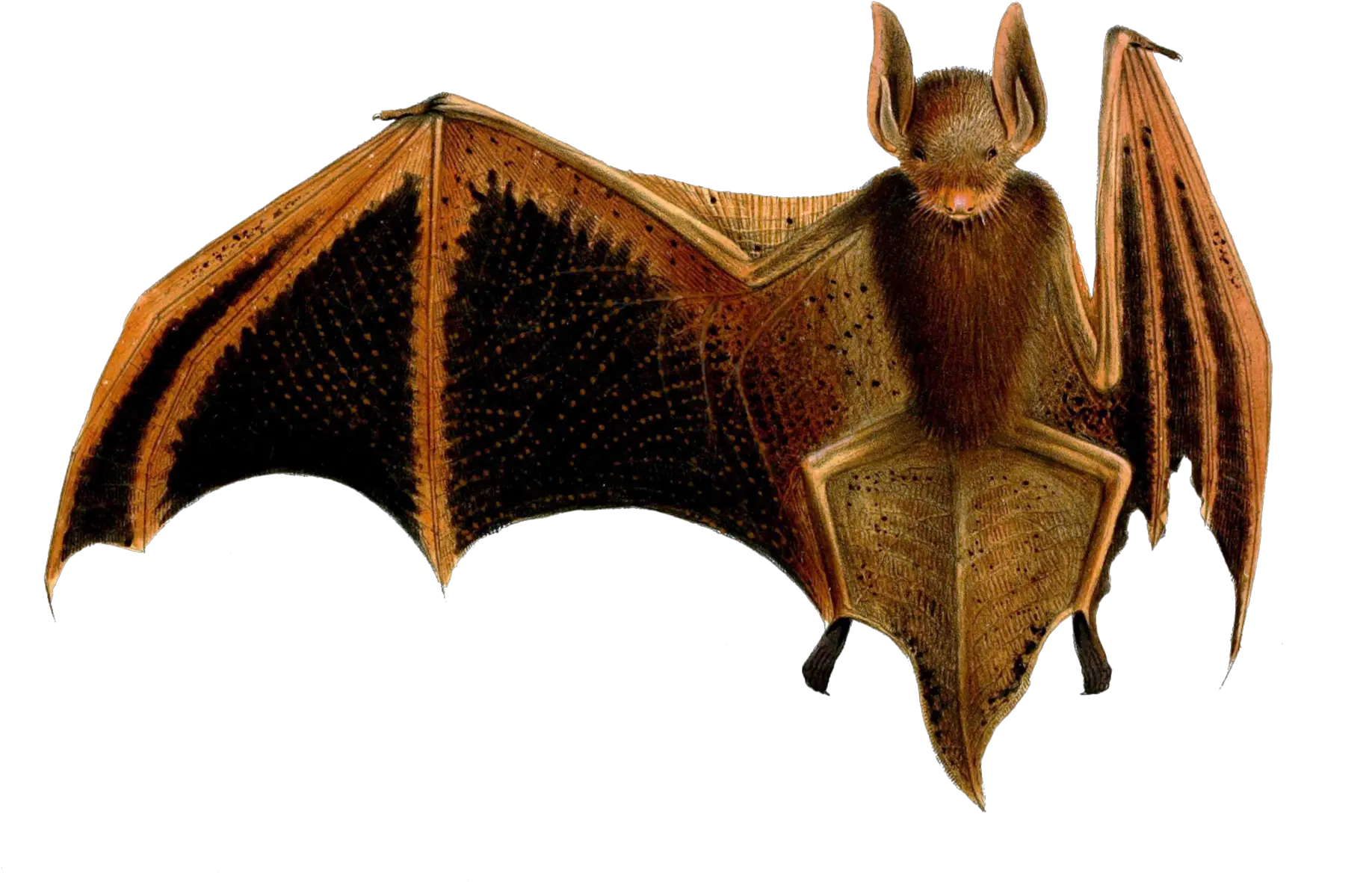  Bat Vintage Art Free Stock Photo Public Domain Pictures Murcielago Papel Png Bats Transparent Background