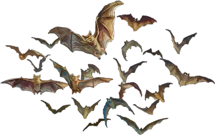  Download Dnd 5e Swarm Of Bats Hd Png Uokplrs Bat Swarm Fantasy Art Bats Transparent