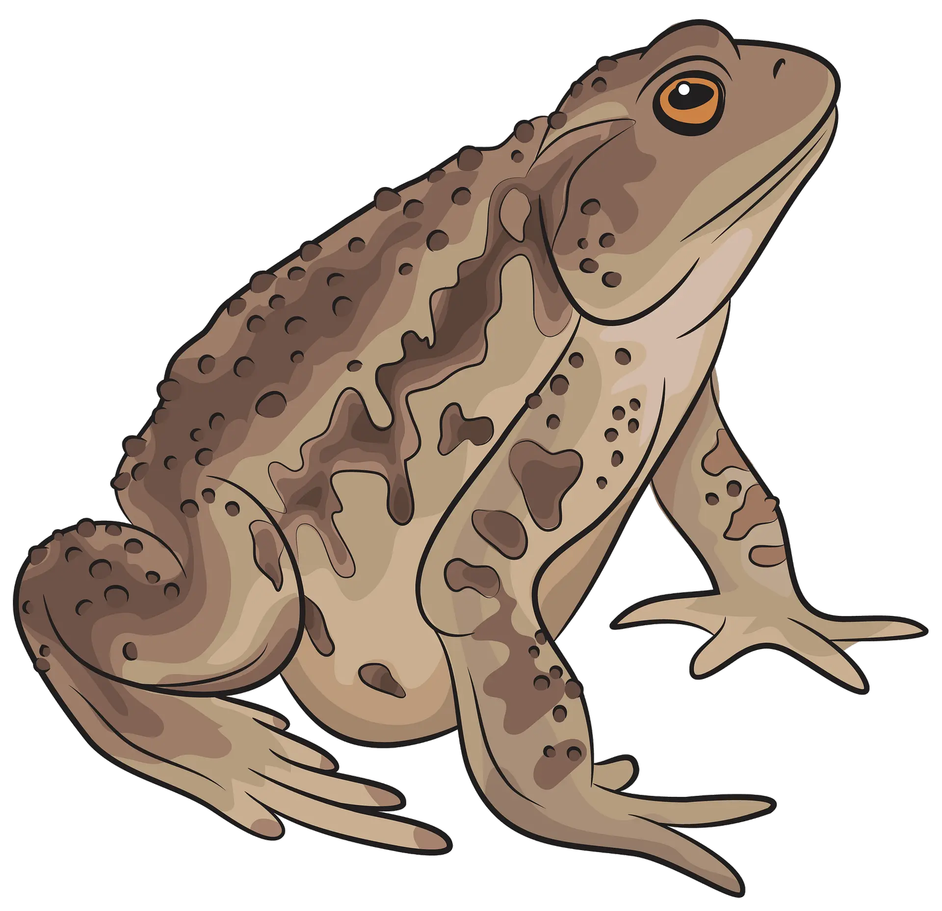  Asiatic Toad Clipart Free Download Transparent Png Creazilla Frogs And Toads Clipart Toad Png