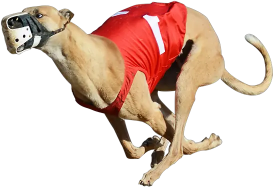  Greyhound Racing Png U0026 Free Racingpng Transparent Greyhound Racing Greyhound Png Dog Running Png