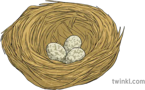  House Sparrow Nest Eggs Bird Science Ks2 Illustration Twinkl Bird Nest Png Nest Egg Icon