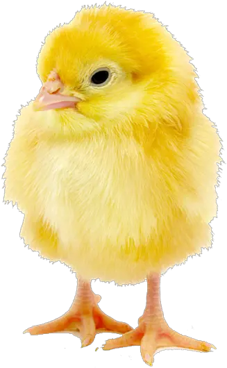  Download Hd Http Baby Chick Image Download Png Chick Png