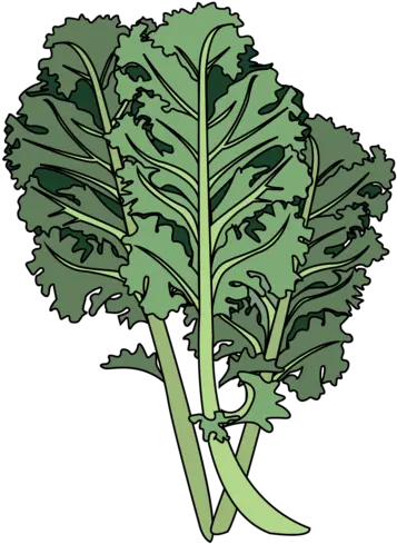  Download Hd Kale Mustard Greens Png Kale Png