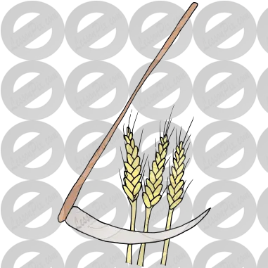  Harvest Wheat Picture For Classroom Therapy Use Great Spelt Png Wheat Png