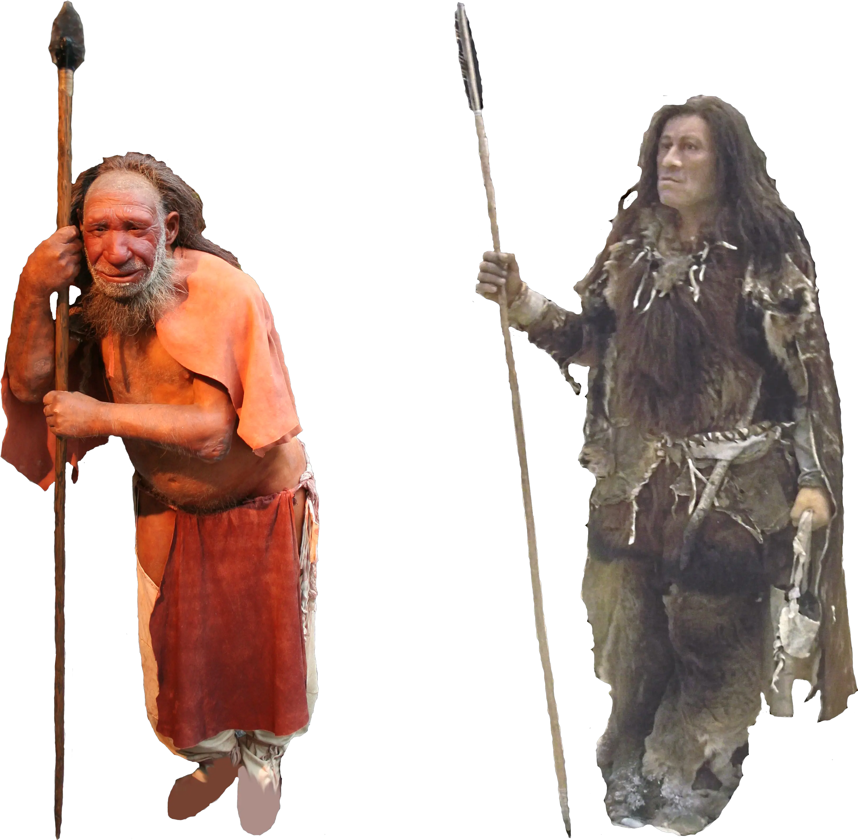  Filecomparison Of Neanderthal And Homo Sapiens Version 1 Homo Neanderthalensis Homo Sapiens Png Spear Png