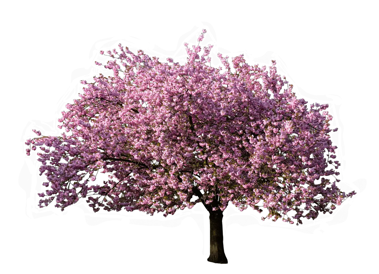  Transparent Background Png Transparent Background Cherry Blossom Tree Png Spring Background Png