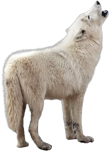  Parc Oméga U2013 Animalier Des Animaux Du Québec Game Of Thrones Wolf Png White Wolf Png