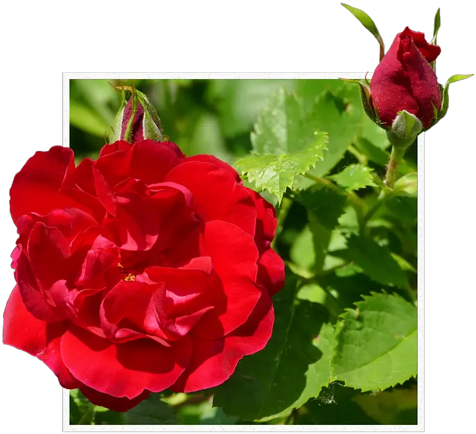  Download Rosas Rojas Png Hybrid Tea Rose Full Size Png Blahoželania K Meninám Facebook Rosas Rojas Png