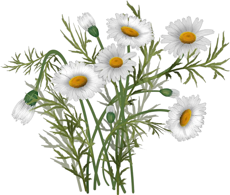  Bouquet Vector Daisies Oxeye Daisy Full Size Png Daisy Bouquets Clipart Transparent Background Daisy Png