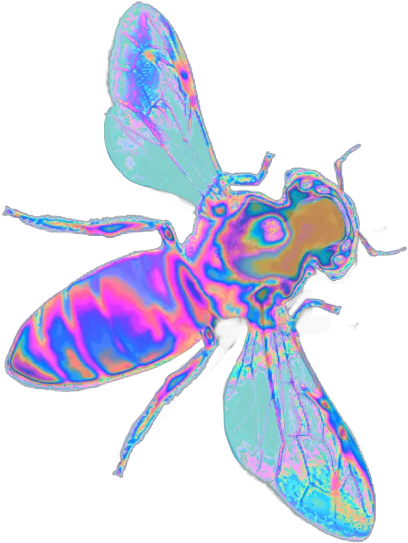  Holo Holographic Wings Png Fly Png