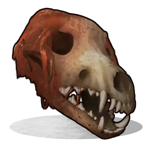  Wolf Skull Rust Wiki Fandom Wolf Skull On Head Png Skull Transparent