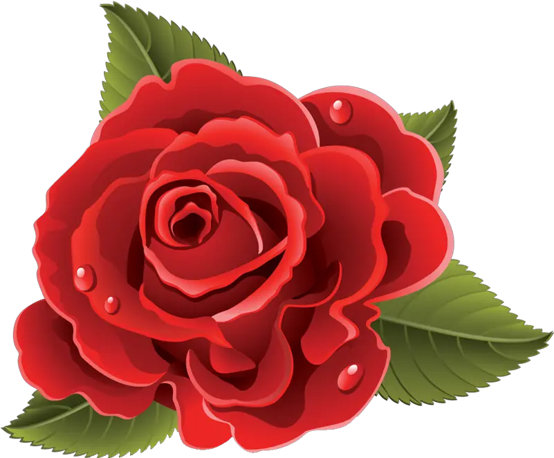  Rosas Rojas Vector Png Rosas Rojas Dibujo Png Rosas Rojas Png