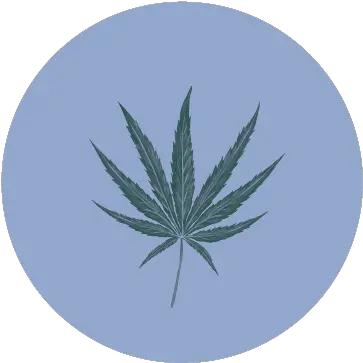  All Gas Og A Huge Producer With Skunky Smoke Average Thc 21 Freakshow Feminized Seeds Png Marijuana Leaf Icon Png