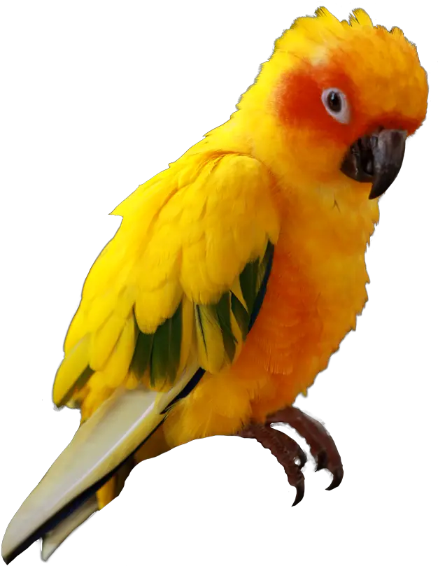  Iqbirdtesting U2013 Avian Dna Bird Analysis 1199 Sexing Excotic Birds Png Parrot Transparent Background