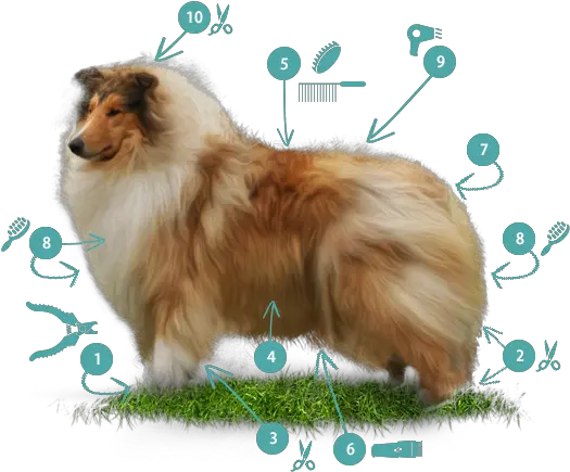  Border Collie Know Your Breed Dawgz Grooming U0026 More Rough Collie Png Border Collie Png