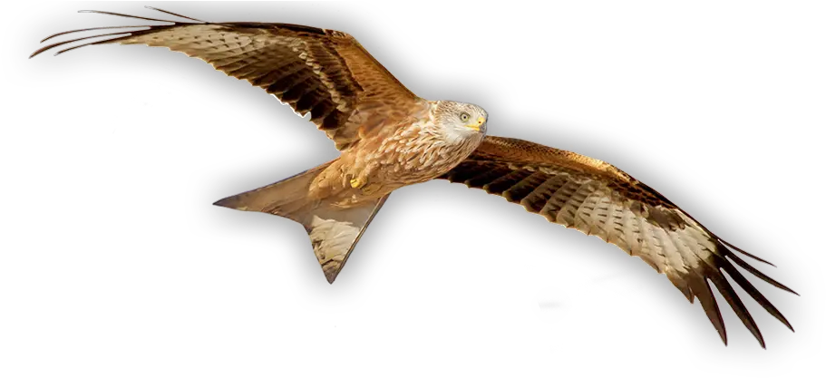  Grassland Hawk Png Red Kite Bird Png Hawk Png