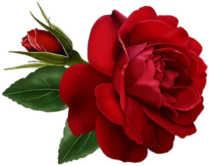  Rose Flower Gif Transparent Png Red Rose Clipart Gif Rosas Rojas Png