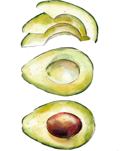  Avocado Clipart Draw Watercolor Avocado Png Transparent Avocado Watercolor Png Avocado Png