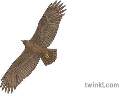  Golden Eagle In Flight Bird Of Prey Animal Scotland Ks2 Sharp Shinned Hawk Png Golden Eagle Png