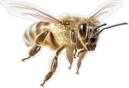  Bees Flying Transparent U0026 Png Clipart Free Download Ywd Transparent Honey Bee Flying Transparent Bees