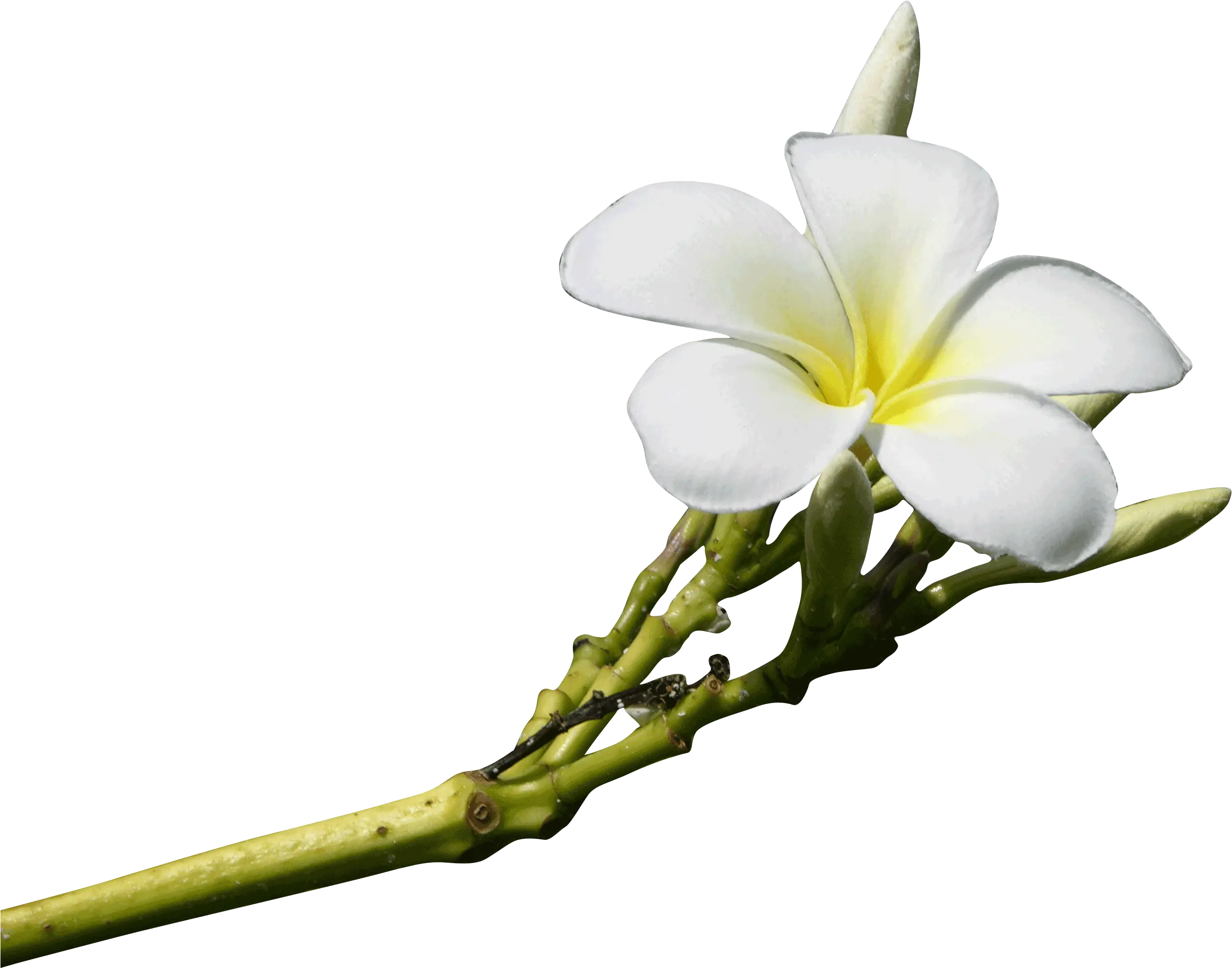  The Kahala Resort Wedding Packages Aloha Island Weddings Frangipani Png Plumeria Png