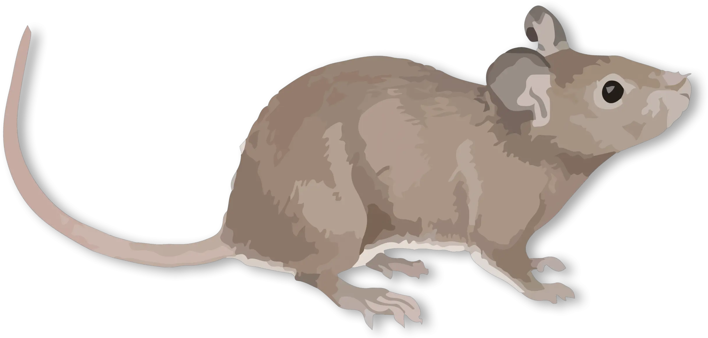  Download Background Rat Full Size Png Image Pngkit Rat Transparent Background